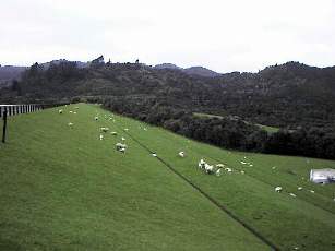 This dam slope is used as pasture.