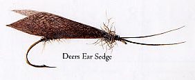 Deers Ear Sedge