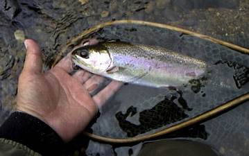 A cute rainbow trout.....don't say it is small!