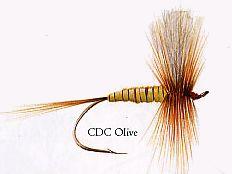 CDC Olive