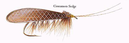 Cinnamon Sedge