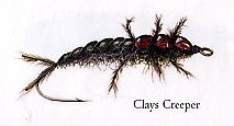 Clays Creeper