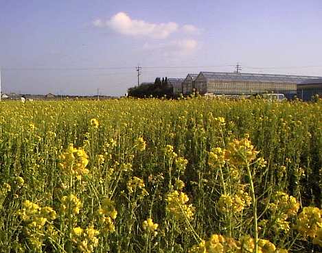 2004年、元日、菜の花が陽光に輝く