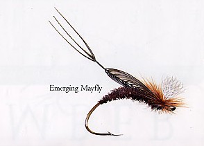 Emerging Mayfly