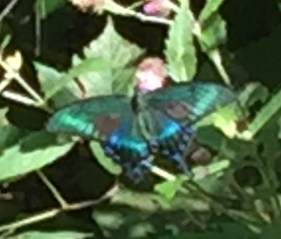 林道で見つけたアゲハ蝶　撮影：谷倉先輩