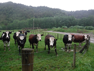 牛たちが、興味津々で集まってきた
