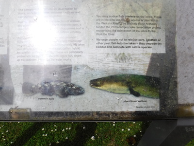 キャンパス内の池の動植物の生態などを説明した案内看板