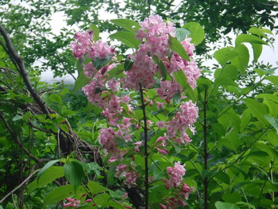 タニウツギの美しいピンク色の花