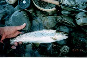 My first trout in NZ