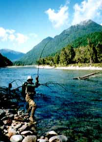 Strike! A brown trout took my "Royal Coachman"