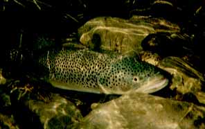 Sturdy face of the brown trout.