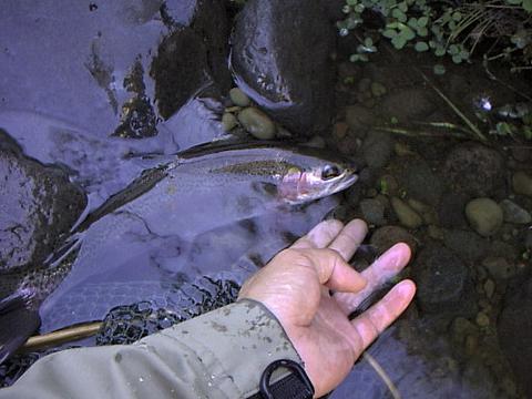 The first rainbow trout of the river