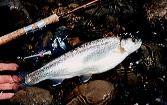 A fat rainbow trout in a main stream