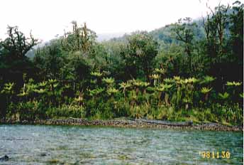 We were surrounded by huge primeval forest.