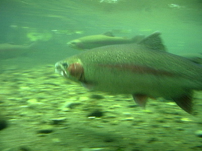 ナショナル・トラウトセンターの水槽