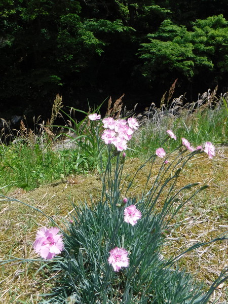 綺麗な花が咲いていた。